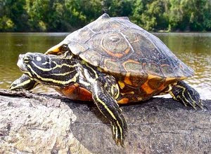 Ada banyak alasan seseorang tertarik untuk memelihara kura Simak Cara Memelihara Kura-kura Air Tawar untuk Pemula