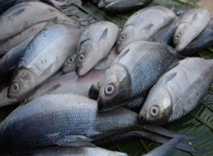 Apakah Anda membutuhkan panduan membudidayakan ikan bandeng di tambak Simak Cara Budidaya Ikan Bandeng di Tambak