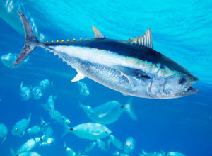 Bagaimana cara mancing ikan tuna yang ampuh Simak Nih, 4 Cara Mancing Ikan Tuna yang Lengkap!